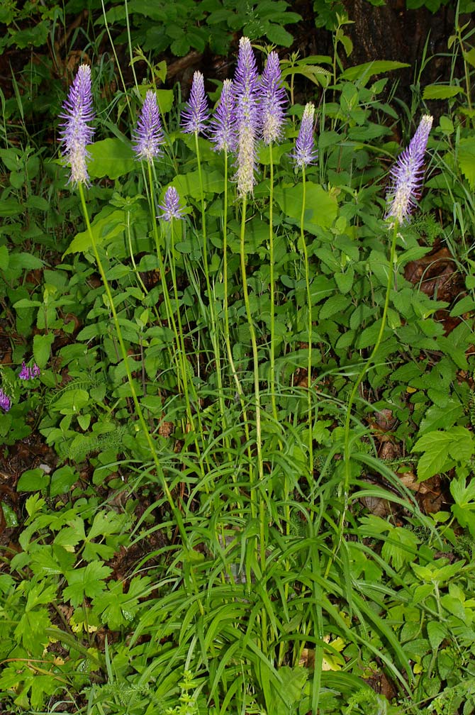 Phyteuma scorzonerifolium/Raponzolo a fg. di Scorzonera